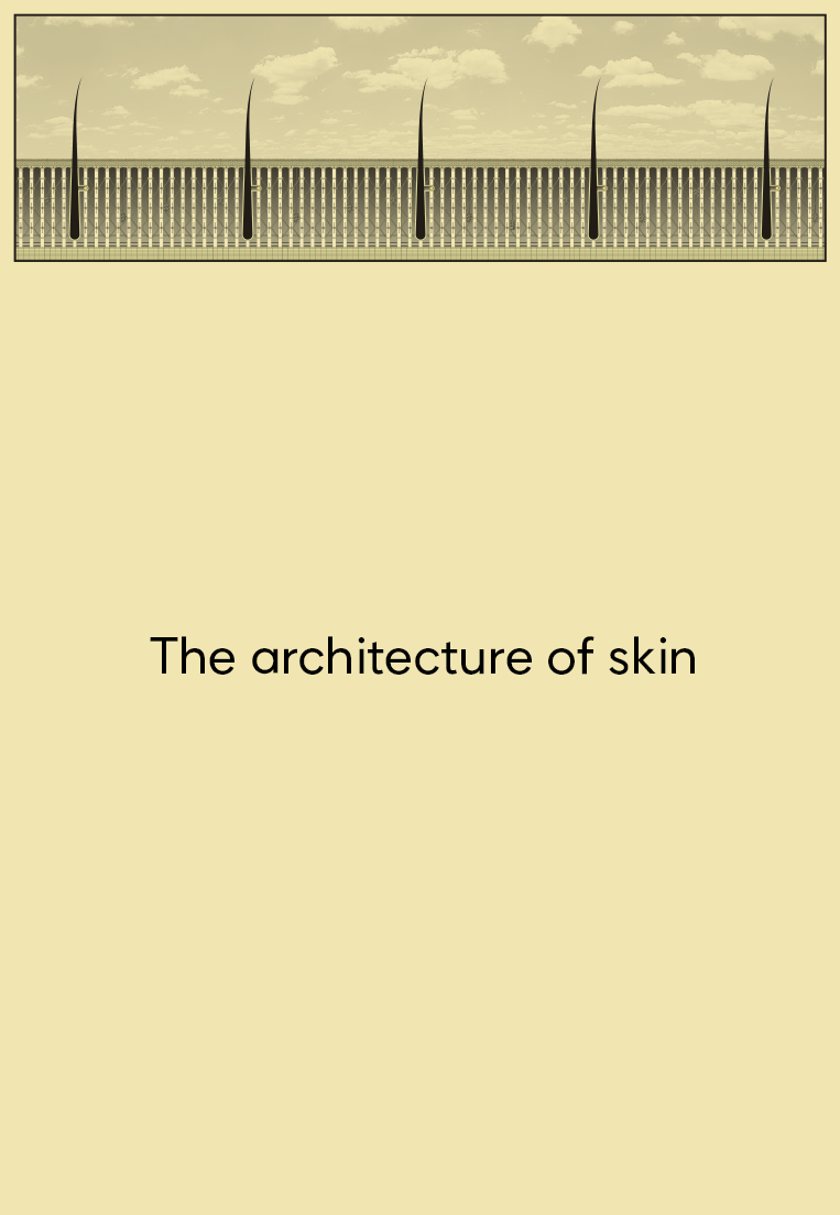 How to support the architecture of your skin
